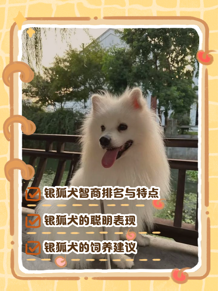 宠物狐多少钱一只 宠物狐狸200元一只