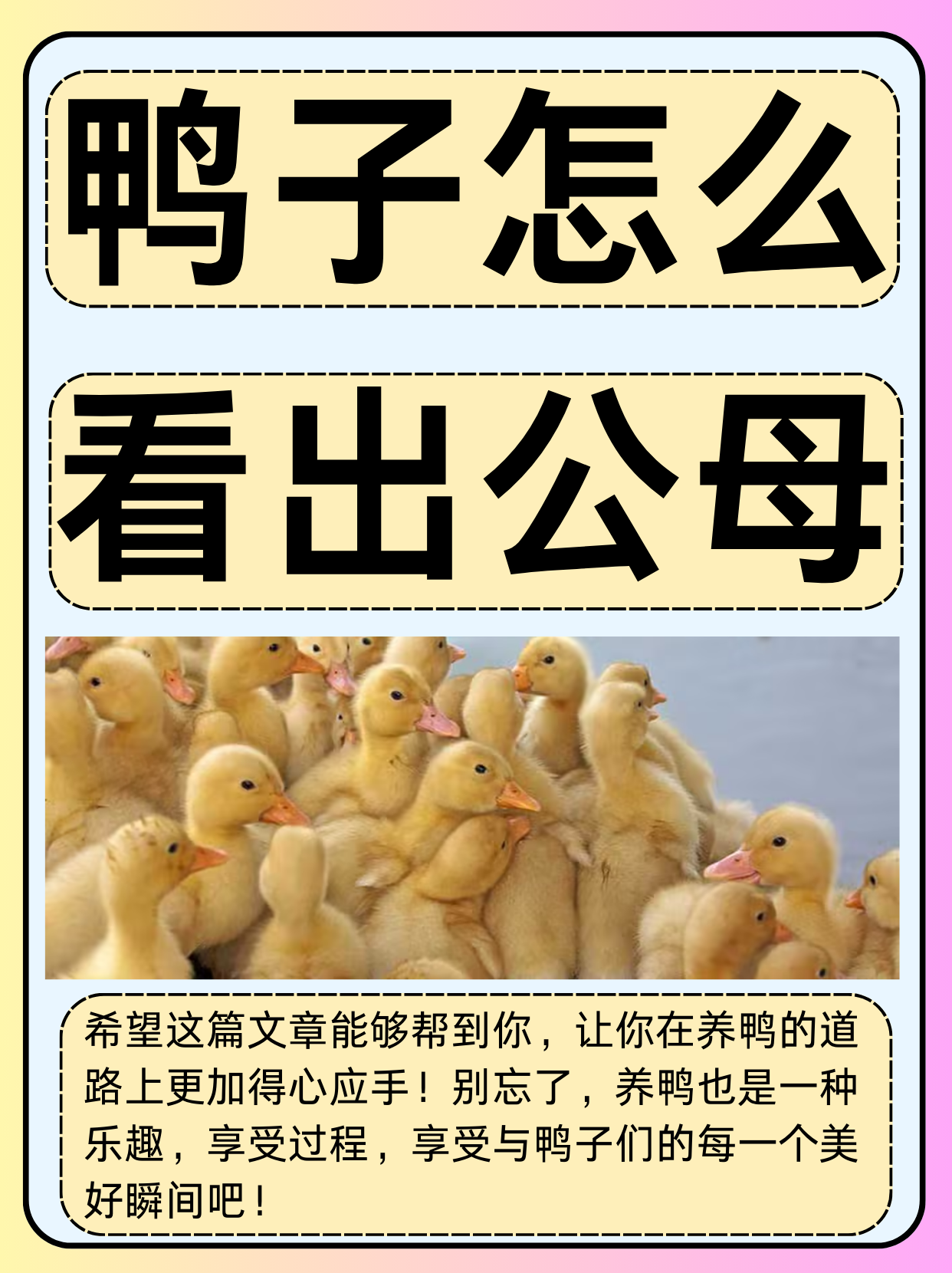 鹅和鸭子的区别 鹅和鸭子的区别有哪些