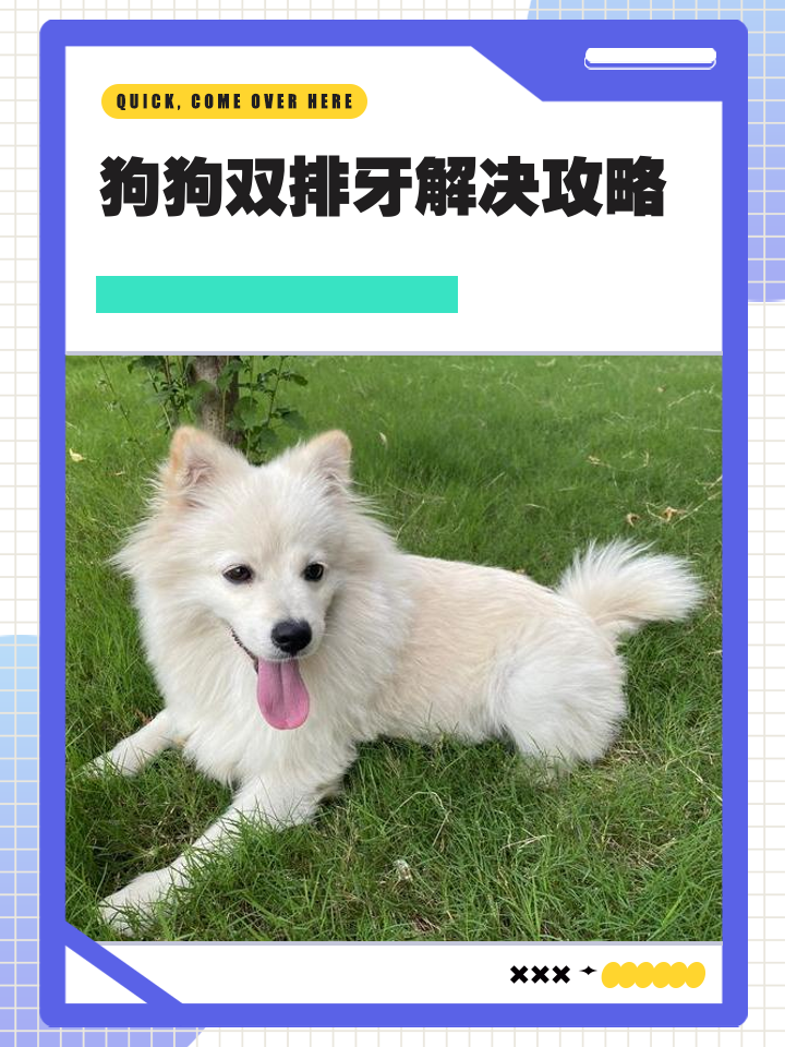 宠物兔子牙怎么矫正 兔子牙怎么整
