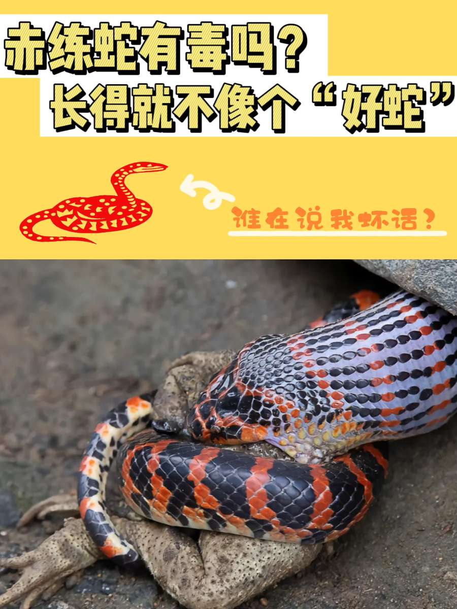 宠物水赤练蛇 赤练蛇 宠物