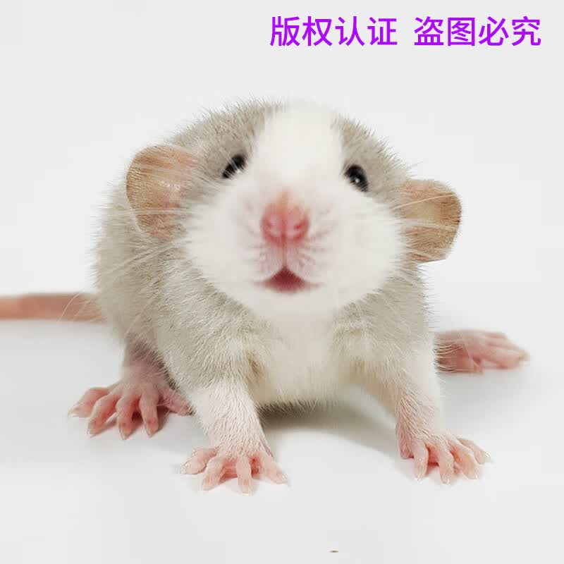 适合养在宿舍的宠物 适合养在宿舍的宠物有哪些