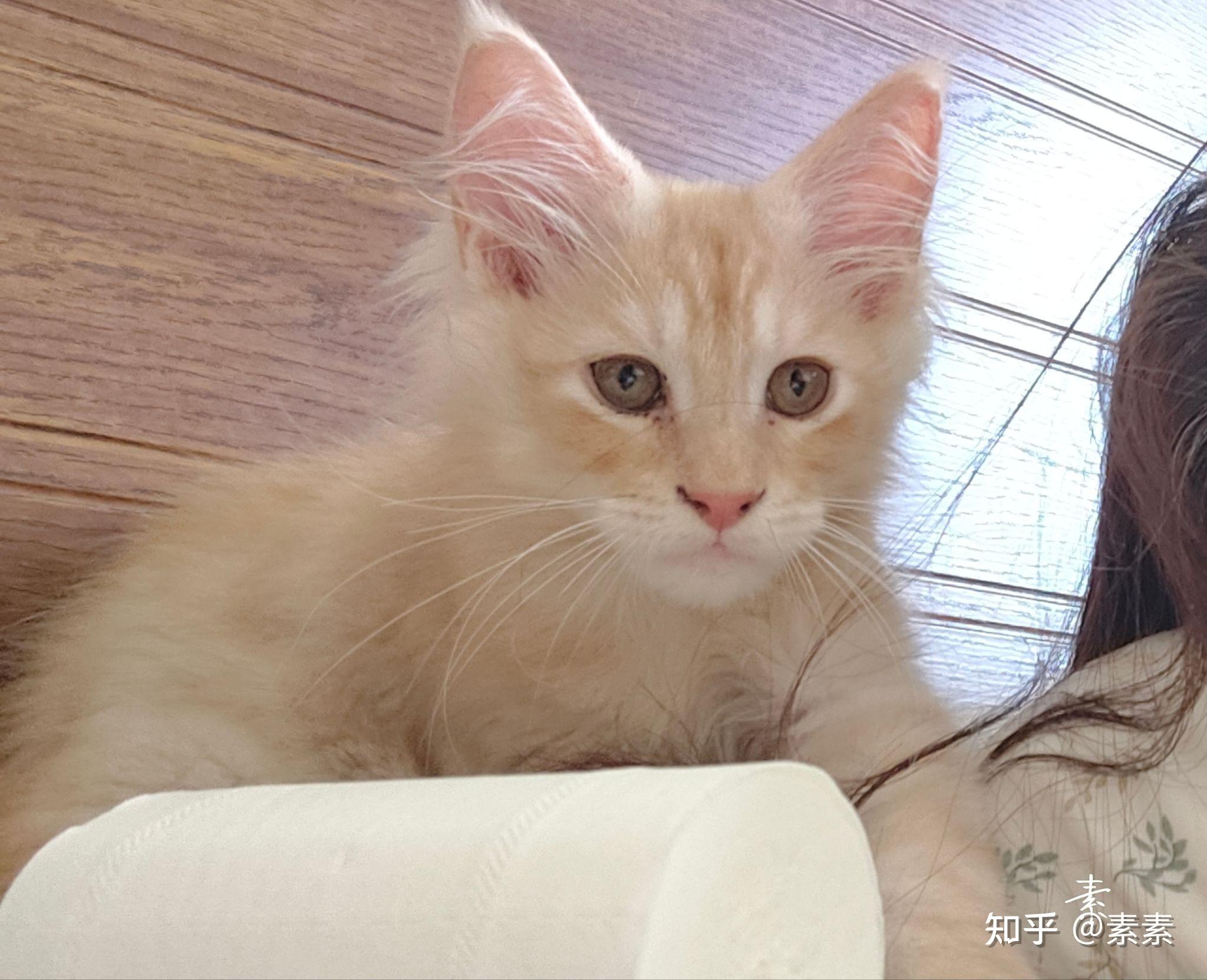 猫吃猪肉吗 猫吃猪肉吗?