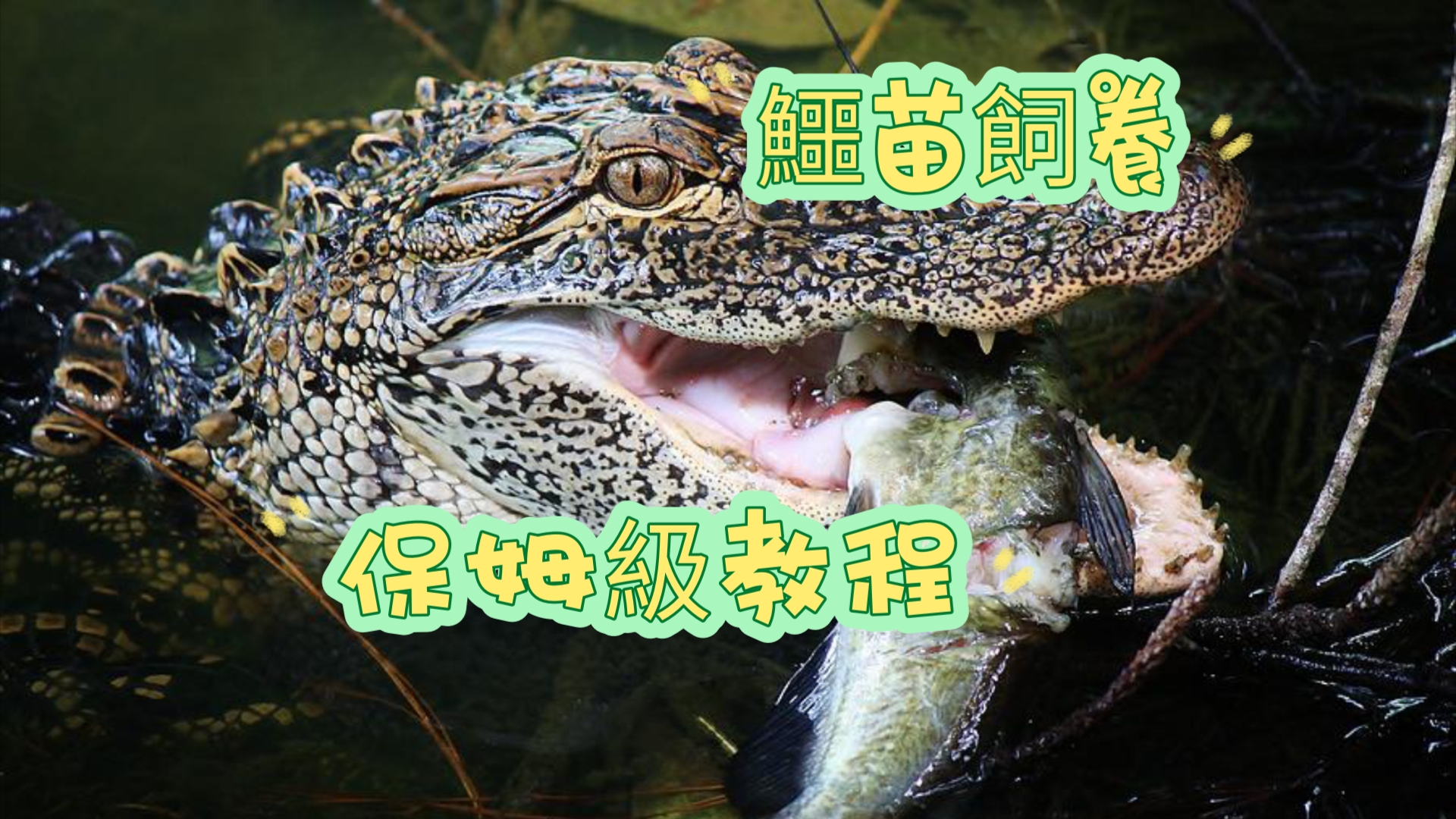 鳄鱼宠物怎么养 宠物鳄鱼饲养教程