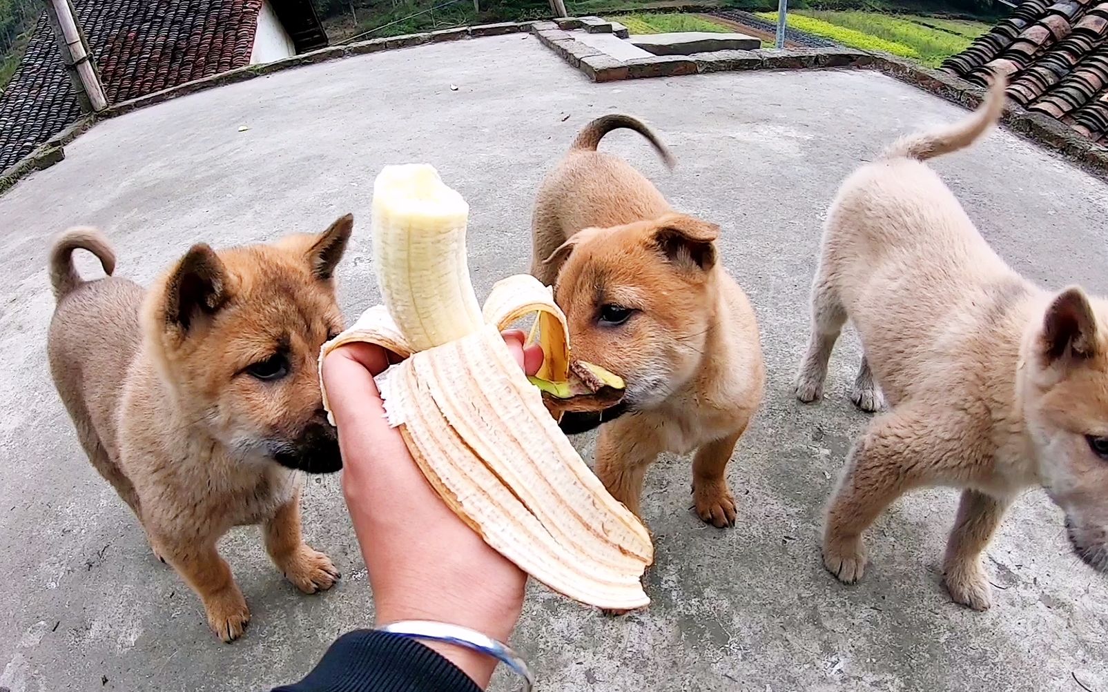 宠物狗能吃香蕉吗 宠物狗能吃香蕉吗为什么