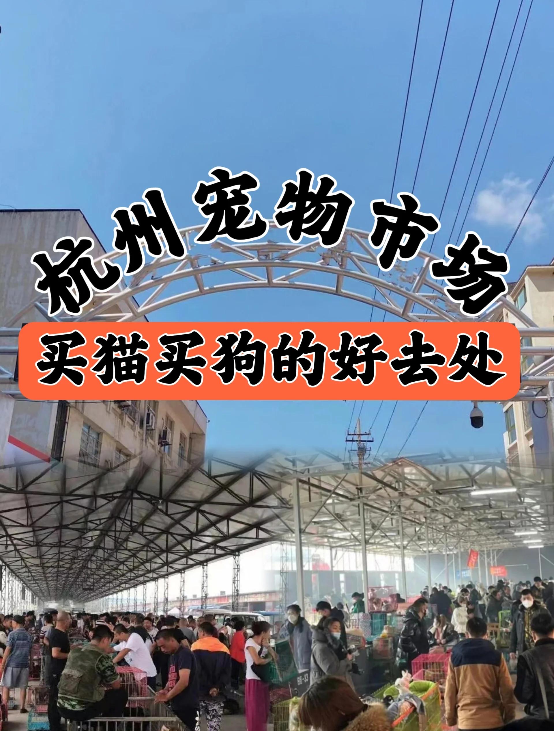 乌鲁木齐宠物交易 乌鲁木齐市宠物用品批发