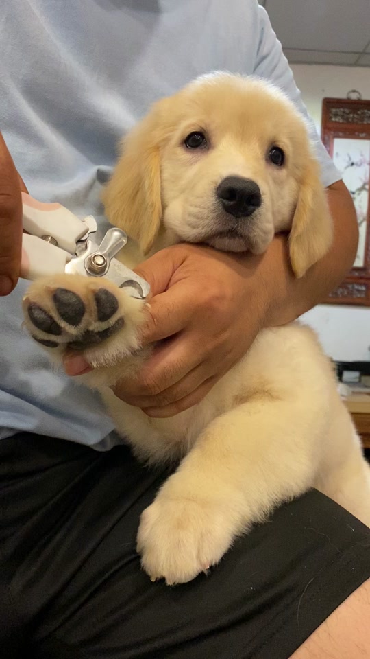 宠物脚趾剪子 狗狗脚趾怎么剪毛