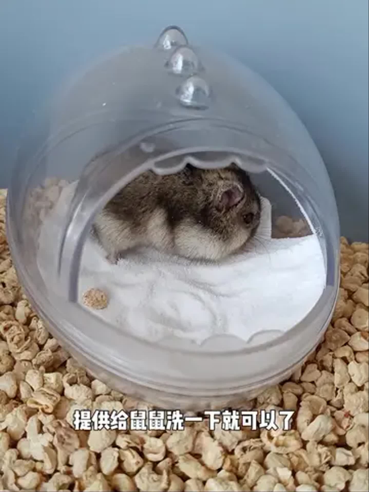 仓鼠需要洗澡吗 仓鼠需要洗澡吗为什么