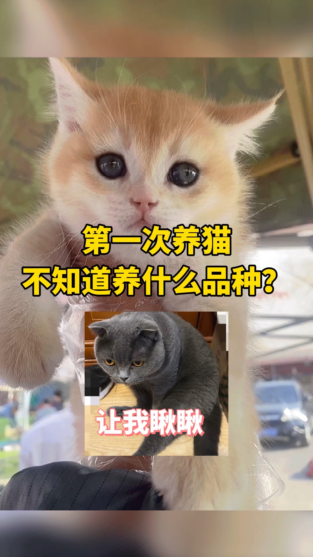 全球宠物粉丝排名 全球最受欢迎的宠物