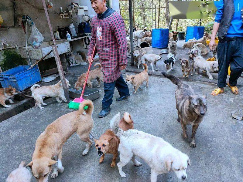 宠物救助站领养宠物沈阳的简单介绍
