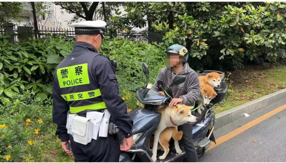带宠物开车会给罚款吗 携带宠物开车会被罚款吗