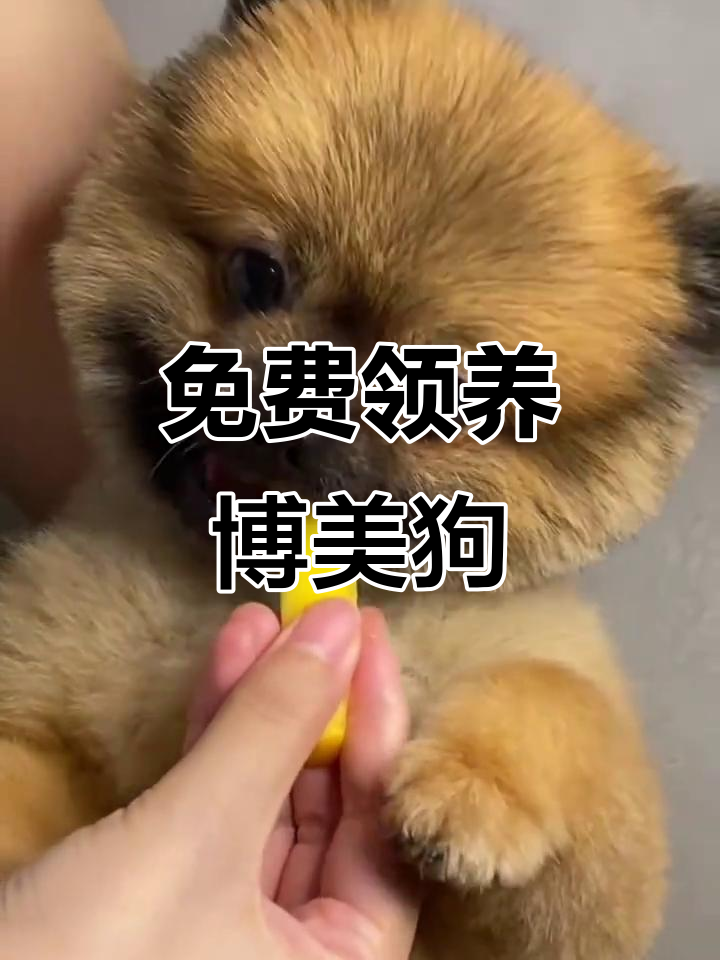 茶杯犬宠物领养 茶杯犬可以寄养吗