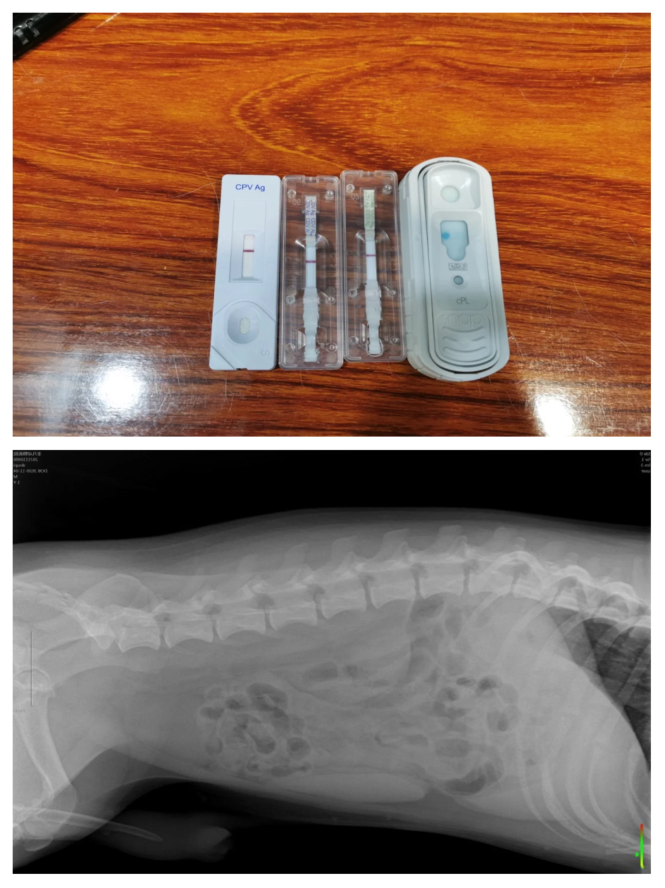 宠物胃炎图片 宠物胃肠炎的诊治方法